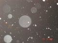 DSC03964