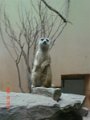 DSC04239