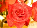 DSCN0673