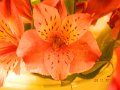 DSCN0674