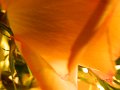 DSCN1632