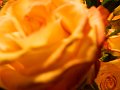 DSCN1633