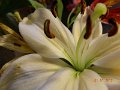 DSCN1641